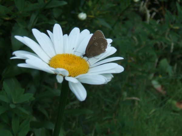 but_ringlet